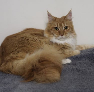 Juannre Rosie Red our queen at Juannre Cats.