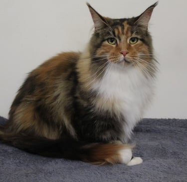 Kassaro Chicago-Doll our Maine Coon queen at Juannre Cats.