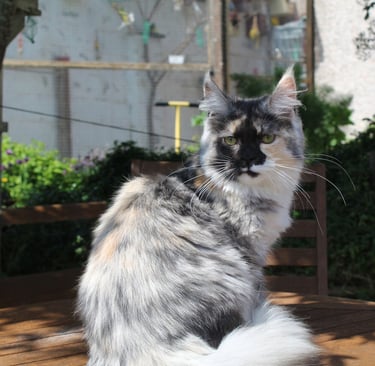 Juannre Bethzienna our Maine Coon girl at Juannre Cats.