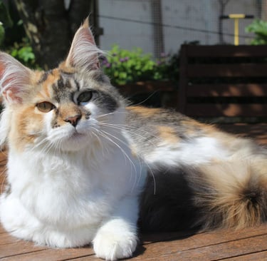 Juannre Kayanna our Maine Coon girl at Juannre Cats.