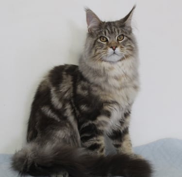Julescoon Llywelyn our Maine Coon stud boy @ Juannre Cats