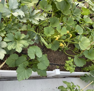 Squash varieties in raised vegetable garden bed.