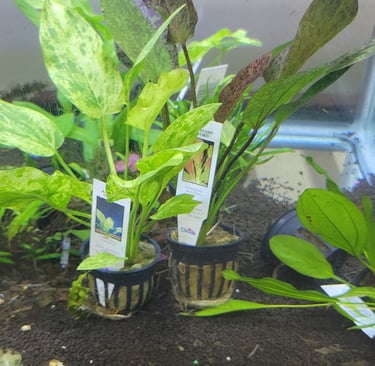 aquatic plants sword plants, tropical aqaurium plants
