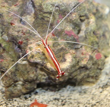 saltwater cleaner shrimp, marine shrimp