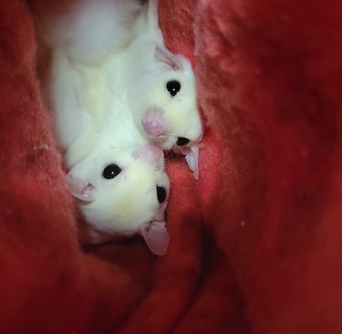 sugar gliders in pouch, pocket pets