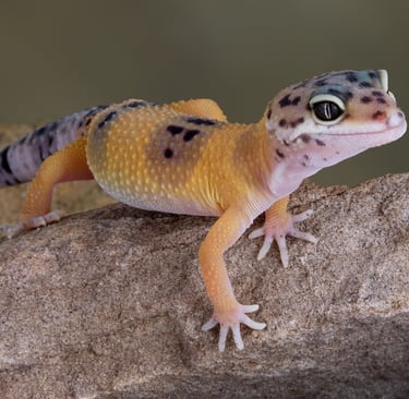 leopard gecko, fancy pet lizard