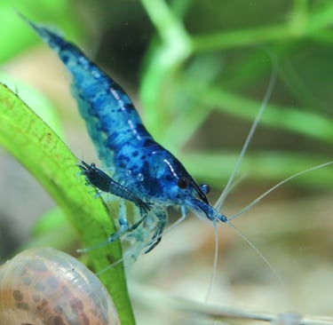 neocaridina shrimp, blue dream shrimp, cherry shrimp