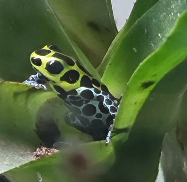 poison dart frog