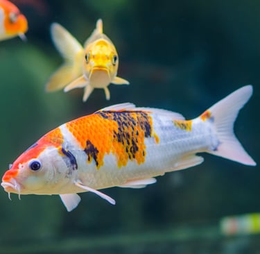 koi fish, pond fish