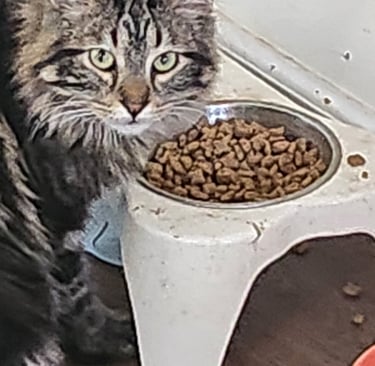 Close-up image of a grey long-haired cat intently eating brown pieces of dry cat food