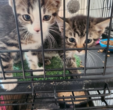 Two cats sitting in an adoption cage at an cat sanctuary, waiting for their forever homes
