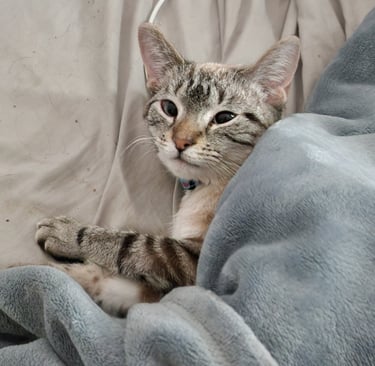 A sensitive cat snuggled under a blue blanket, needing company while eating.