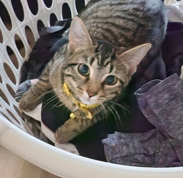 Fluffy cat sitting in laundry hamper looking curious - importance of regular cat grooming & hygiene