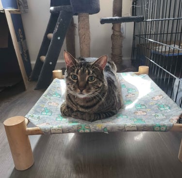 A brown tabby cat lounging on an elevated wooden pet hammock next to a grey cat tree tower.