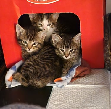 3 playful kittens in safe home environment, representing healthy and happy cats.