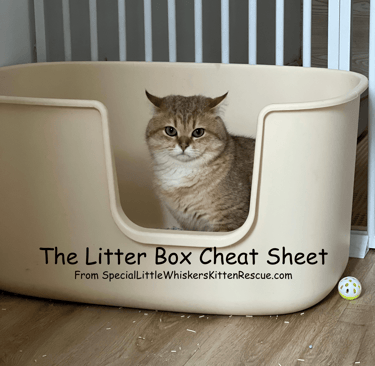 Cat using clean clumping litter box with proper setup and tracking mat