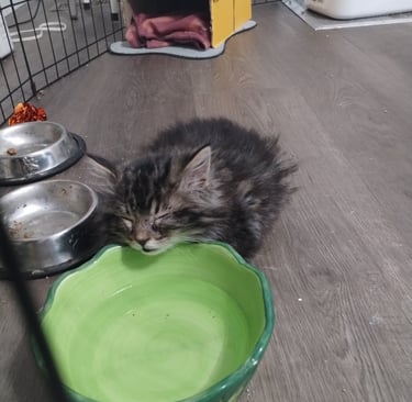 Grey fluffy kitten sleeping curled up on top of a green water bowl.