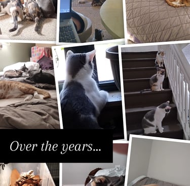 A collection of photos featuring various cats of different ages and breeds