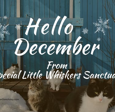 A group of cats sitting on top of a pile of snow