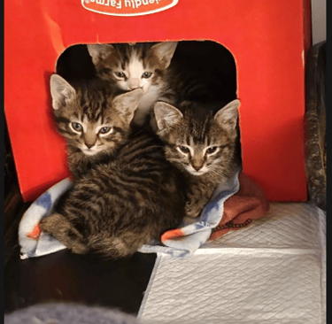 three kittens sitting in a box with a blanket