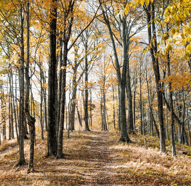 Photo of a path through a wood