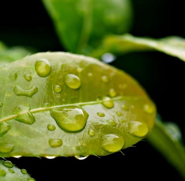 Water drops on a leaf