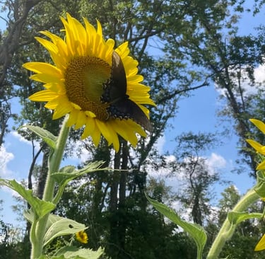 a butterfly resting on a sunflower