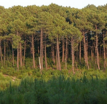 forêt et nature en Gironde