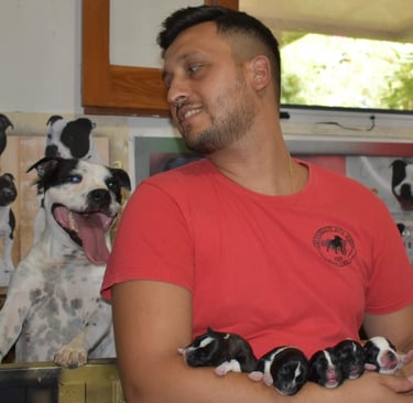 Cuccioli staffordshire bull terrier sicilia allevamento enci