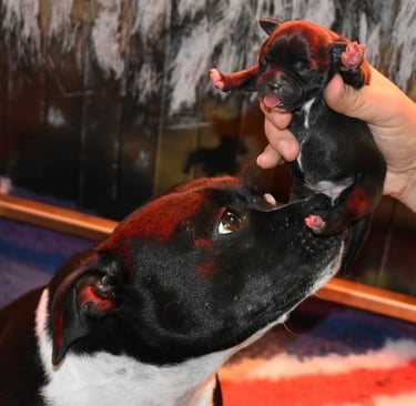 Mamma Staffordshire Bull Terrier con cucciolo neonato in allevamento.
