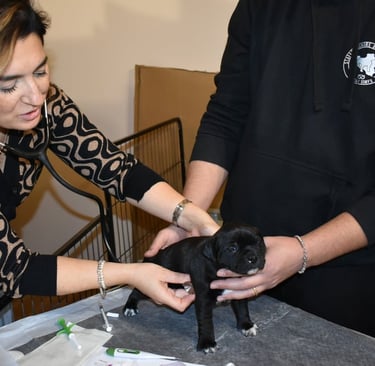 Veterinaria visita cucciolo di Staffordshire Bull Terrier presso allevamento Grecalestaffs Sicilia