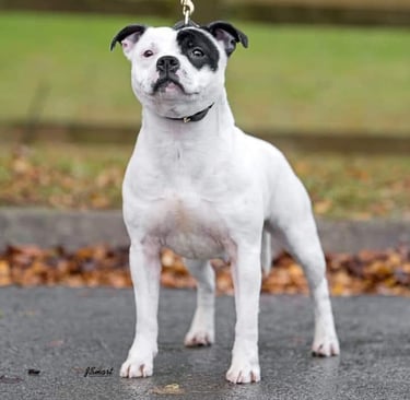 staffordshire bull terrier bianco pedigree enci fci importata dalla Spagna, partecipa al Cruft