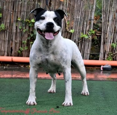 Staffy bianco adulto femmina lingua di fuori