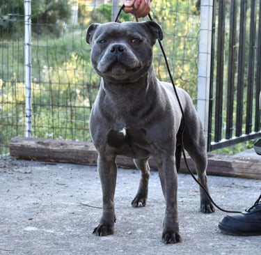 Staffordshire bull terrier blue pedigree enci fci grecalestaffs sicilia allevamento