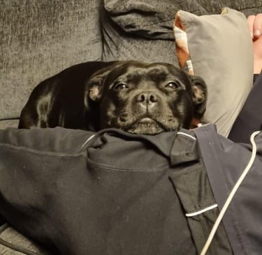 staffy nero staffordshire bull terrier grecalestaffs