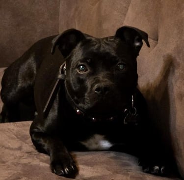 staffy nero staffordshire bull terrier cucciolo femmina