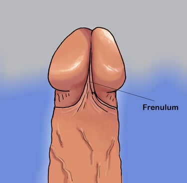 The frenulum in men