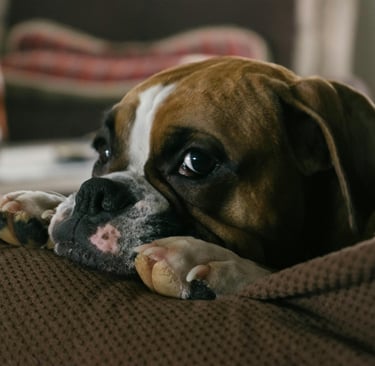 Boxer caudectomia