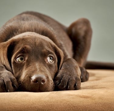 cachorro com depressão