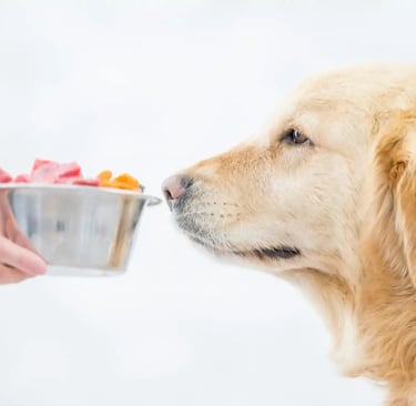 Cachorro comendo