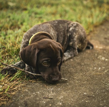 Cachorro deitado