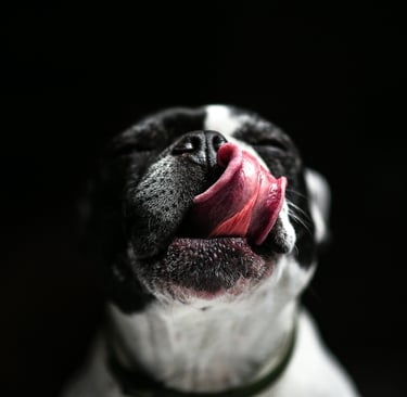 Cachorro lambendo