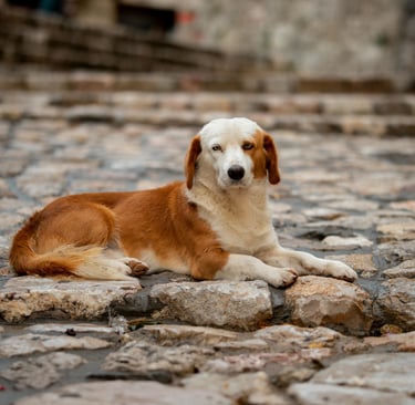 Cachorro Perdido