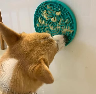 Cachorro no tapete