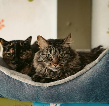 Cama sustentável para gatos