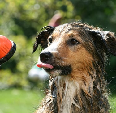 Cão tomando banho caspa em cachorros
