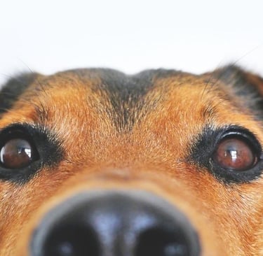 Espirro reverso em cães