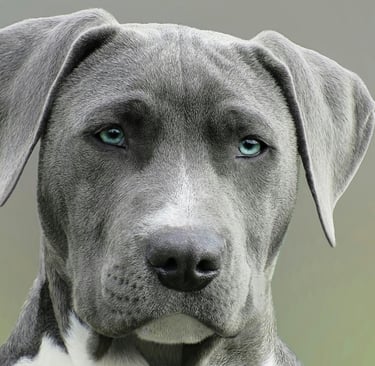 Frutas proibidas para cães
