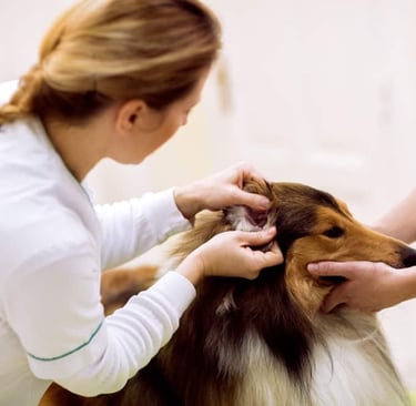 Limpeza de ouvido de cachorro