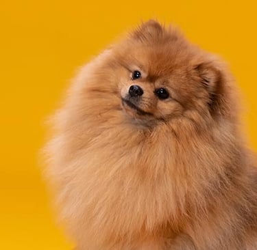 Lulu da palmeranis laranja